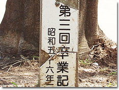 クロガネモチ②
