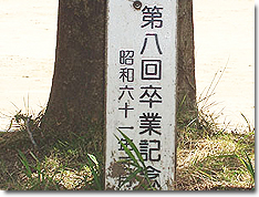 クロガネモチ②